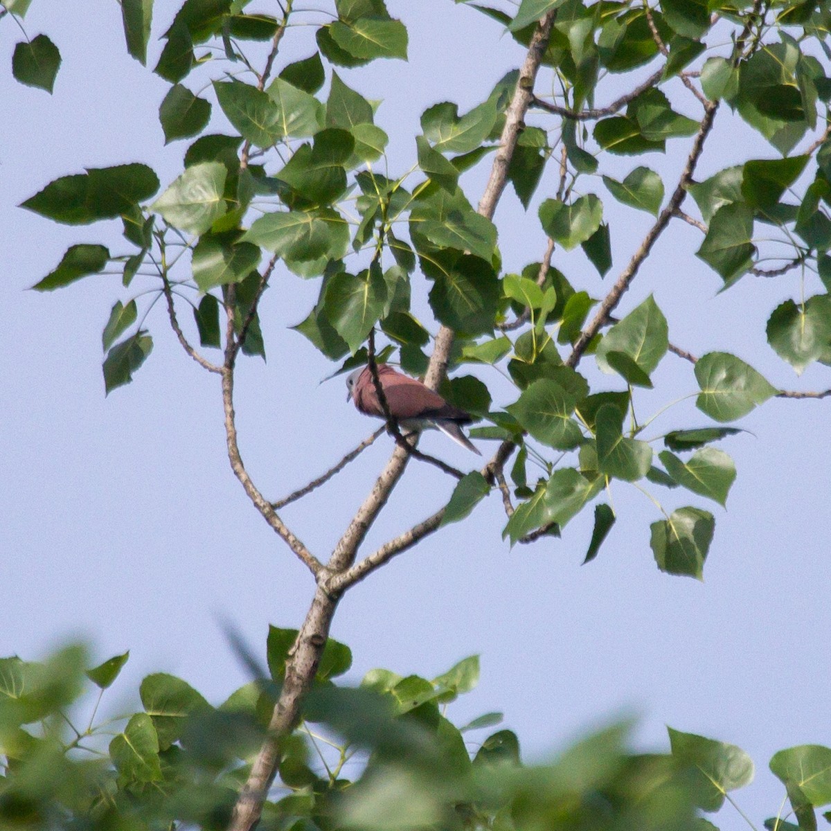 Red Collared-Dove - ML620163555