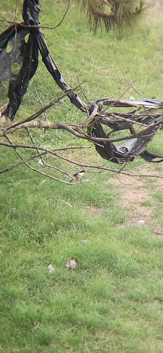 Long-tailed Shrike - ML620163575