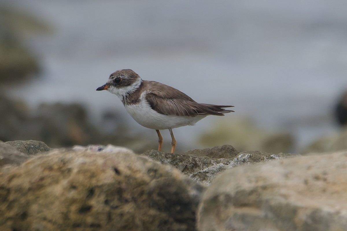 Semipalmated Plover - ML620163578