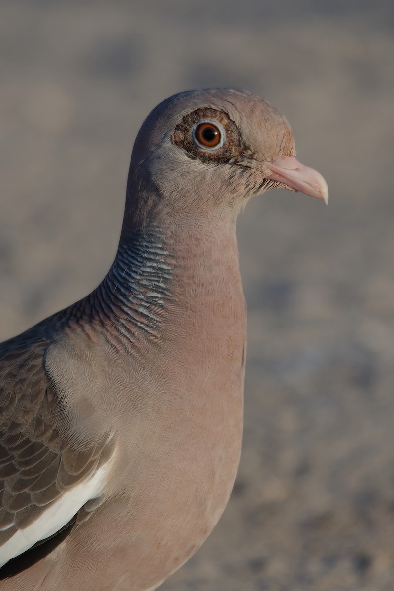 Bare-eyed Pigeon - ML620163580