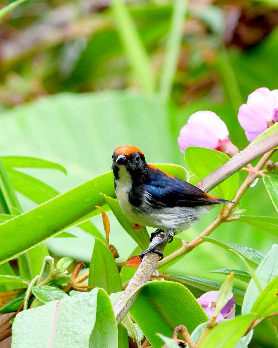 Scarlet-backed Flowerpecker - ML620163583