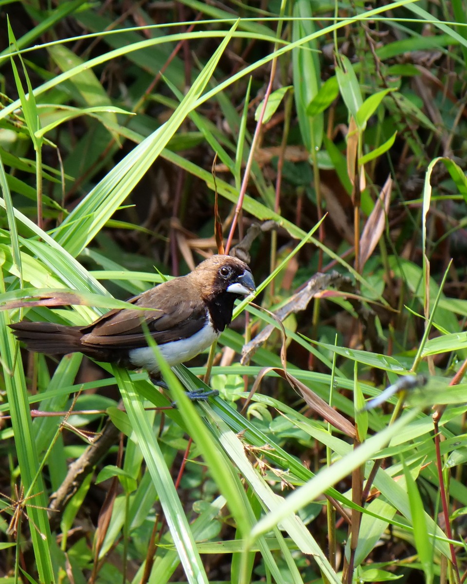 Javan Munia - ML620163587