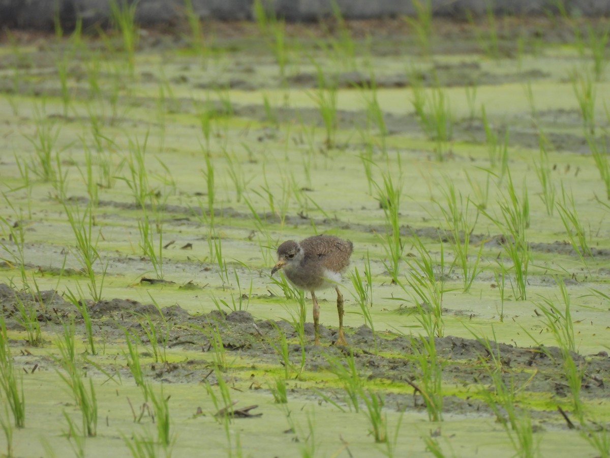 Gray-headed Lapwing - ML620163591