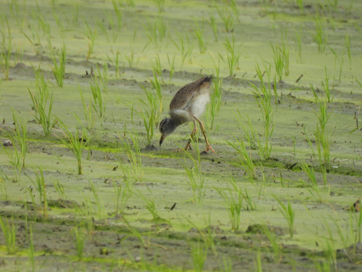 Gray-headed Lapwing - ML620163593