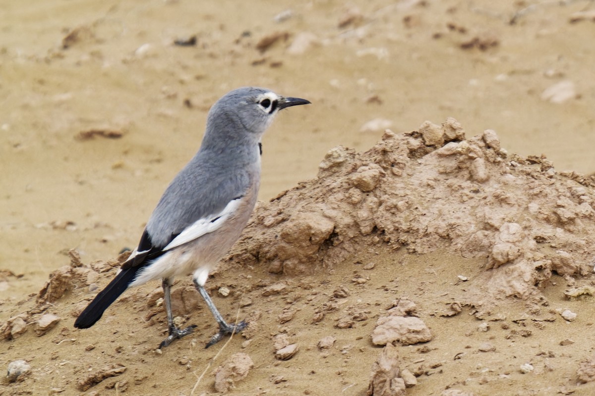 Arrendajo Terrestre del Turquestán - ML620163596