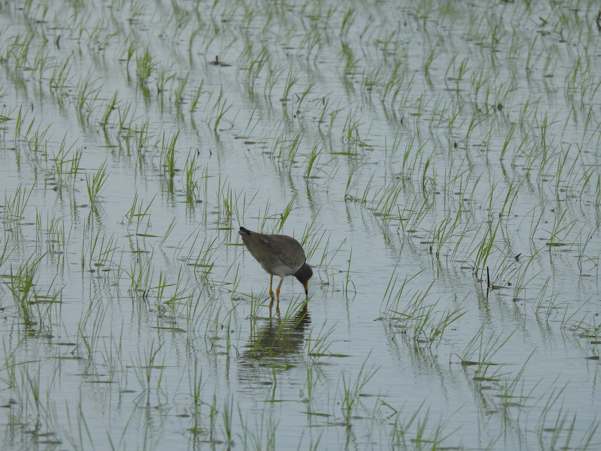 Gray-headed Lapwing - ML620163599