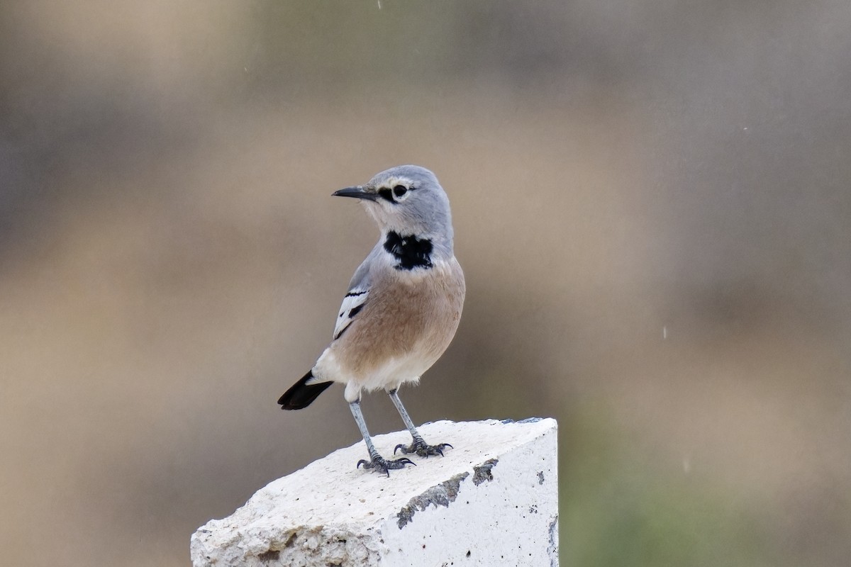 Arrendajo Terrestre del Turquestán - ML620163600