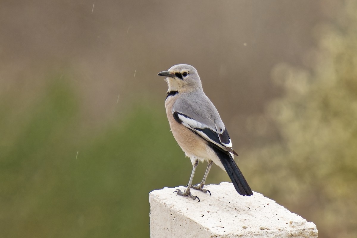 Arrendajo Terrestre del Turquestán - ML620163604