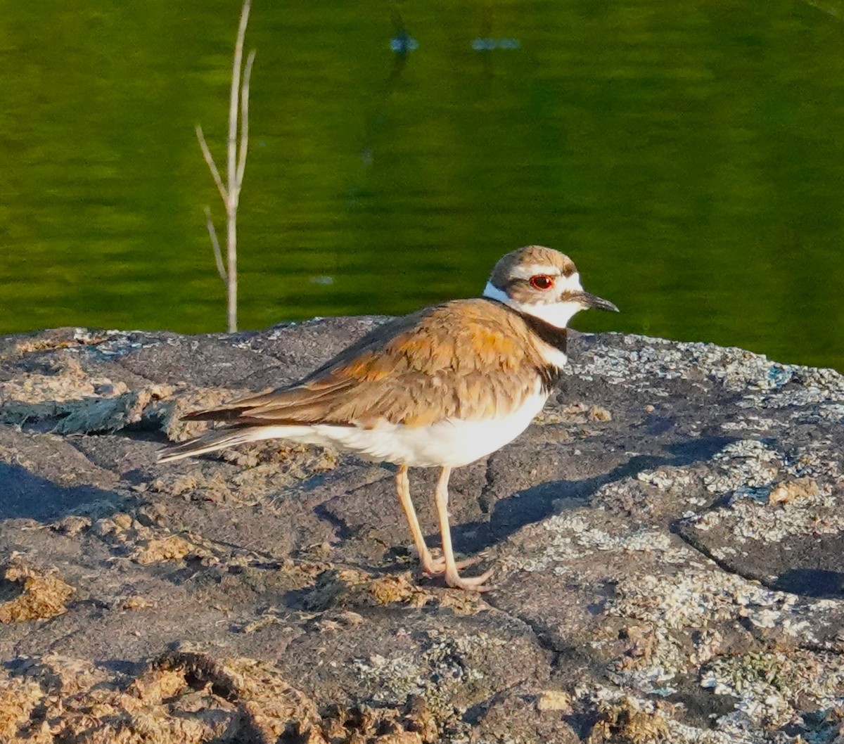 Killdeer - ML620163608