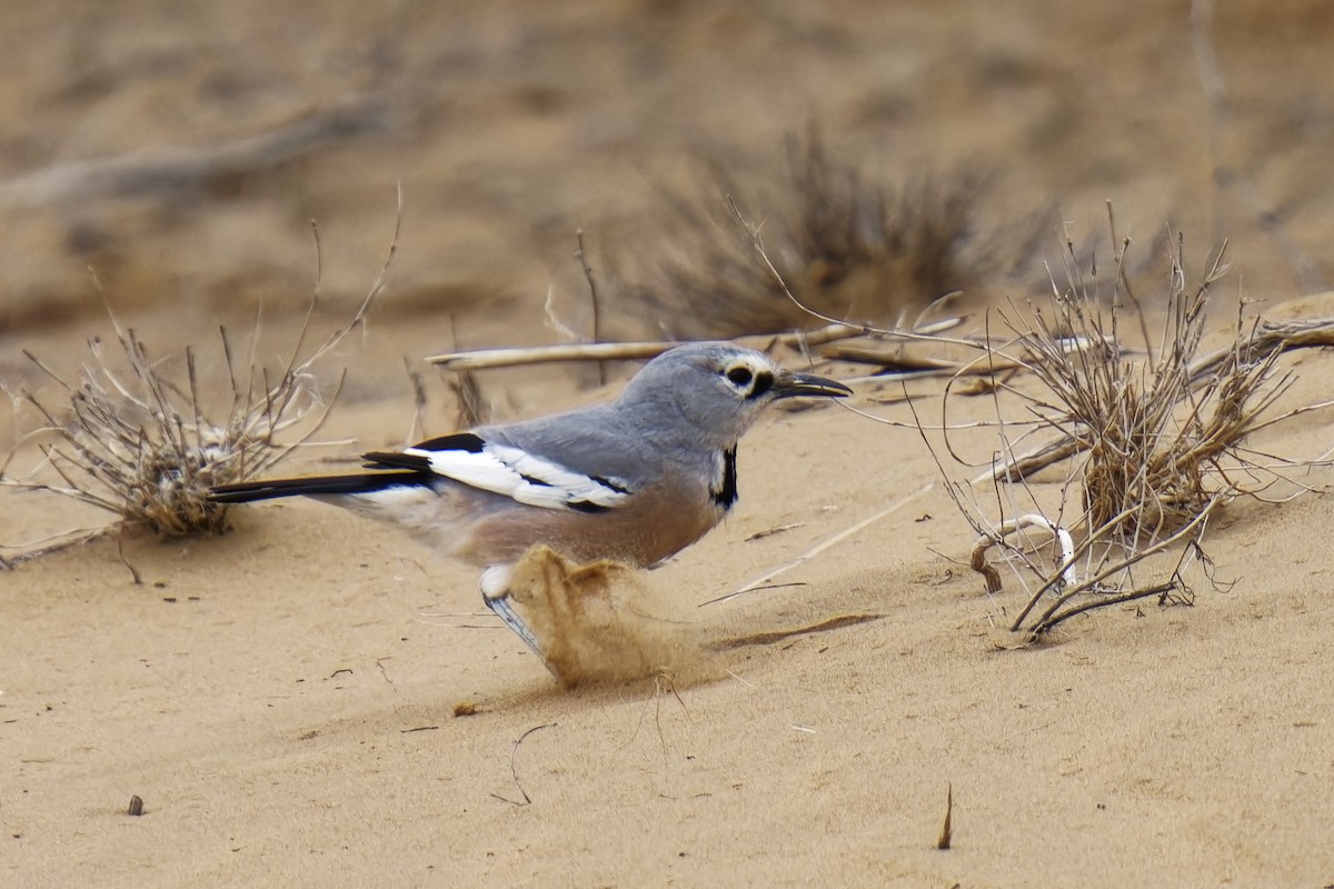 Arrendajo Terrestre del Turquestán - ML620163612