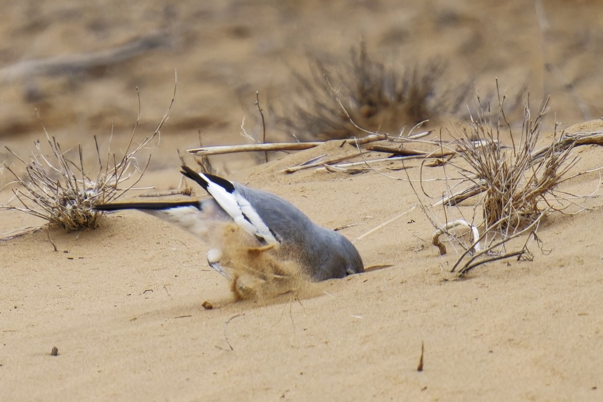 Arrendajo Terrestre del Turquestán - ML620163613