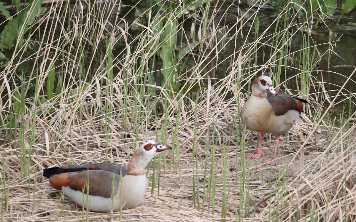 Egyptian Goose - ML620163622