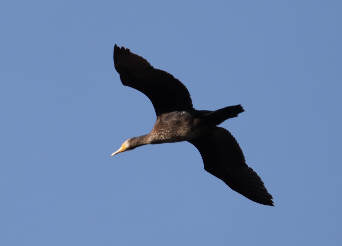 Great Cormorant - ML620163623