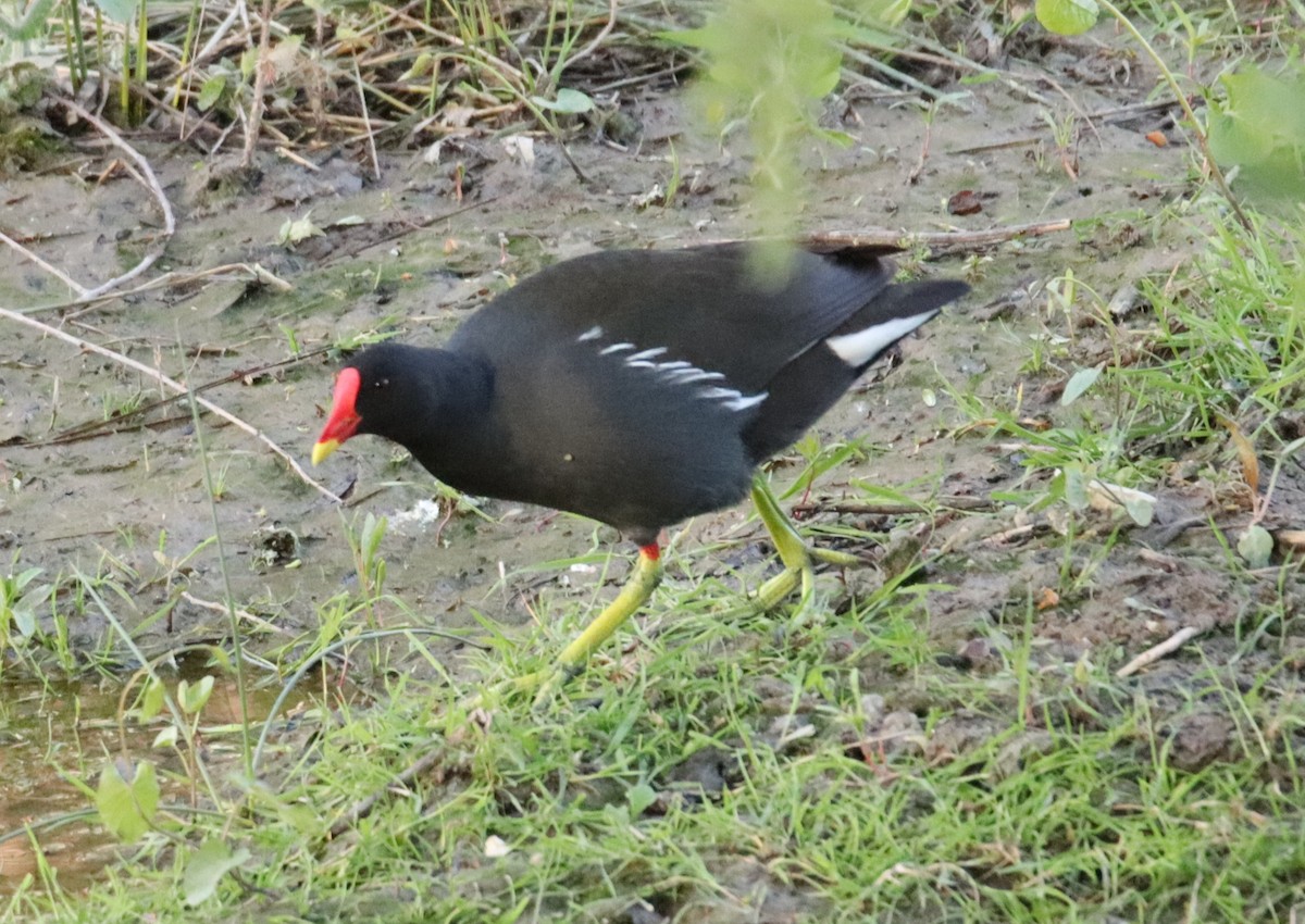 Eurasian Moorhen - ML620163624