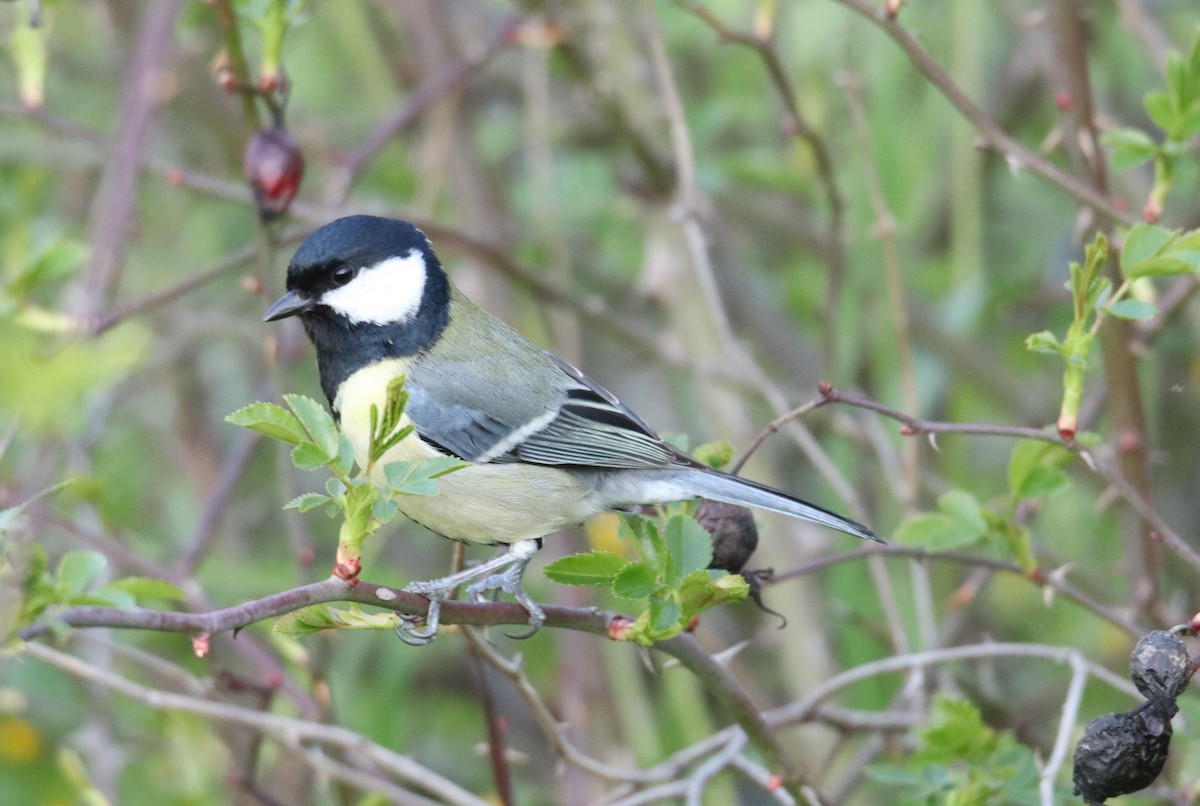 Mésange charbonnière - ML620163629