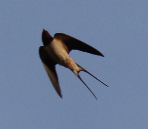 Barn Swallow - ML620163633