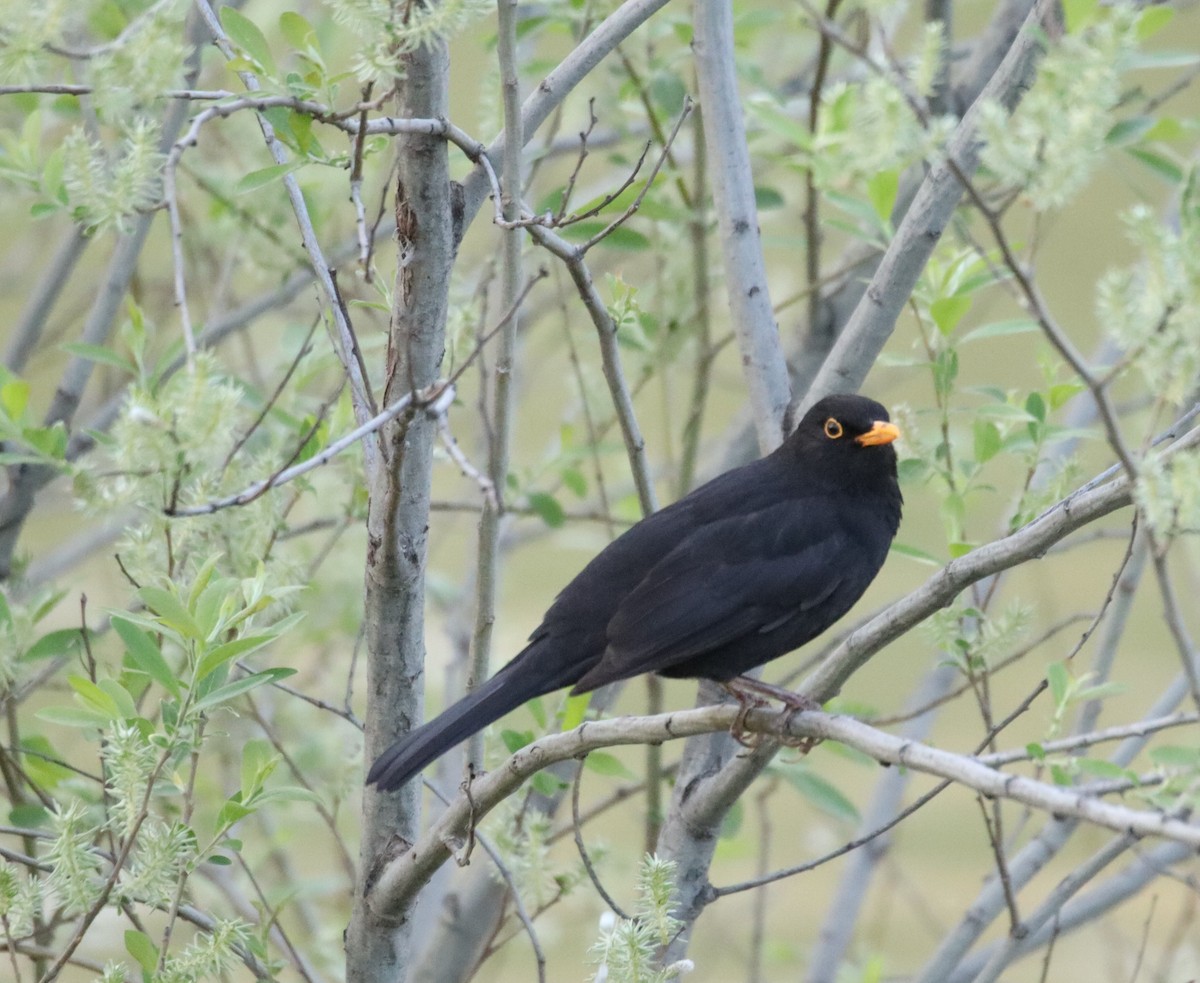 Eurasian Blackbird - ML620163641