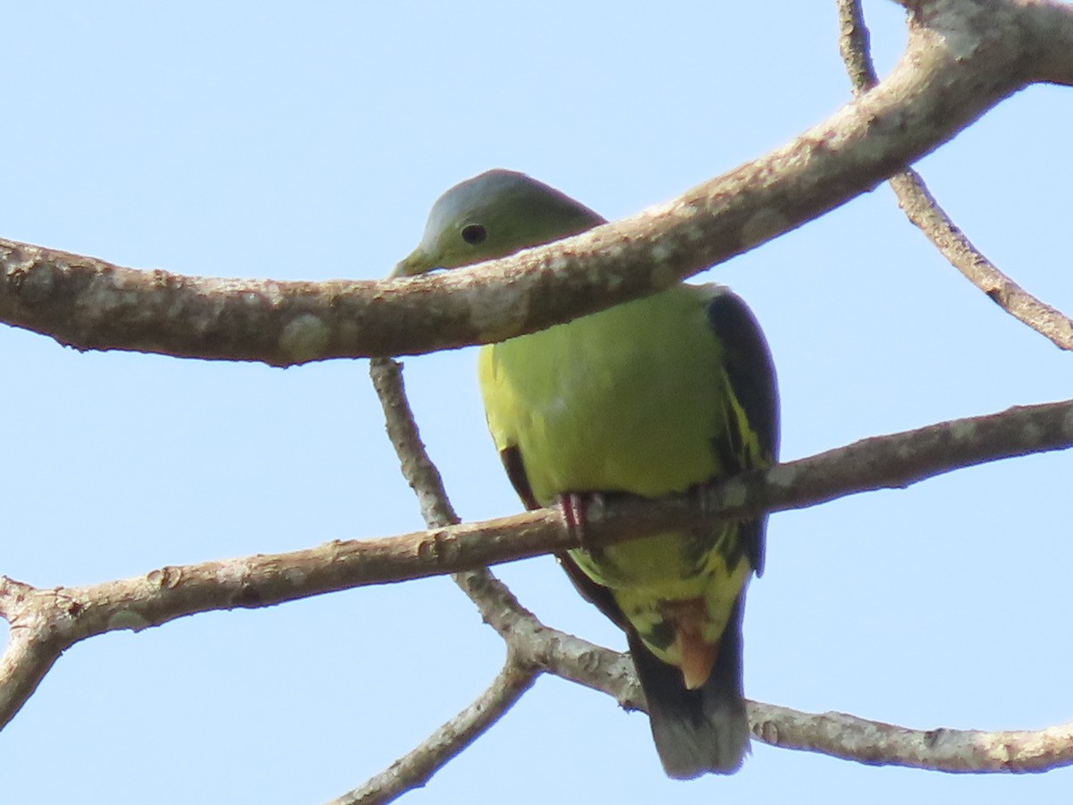 Серолобый зелёный голубь - ML620163643