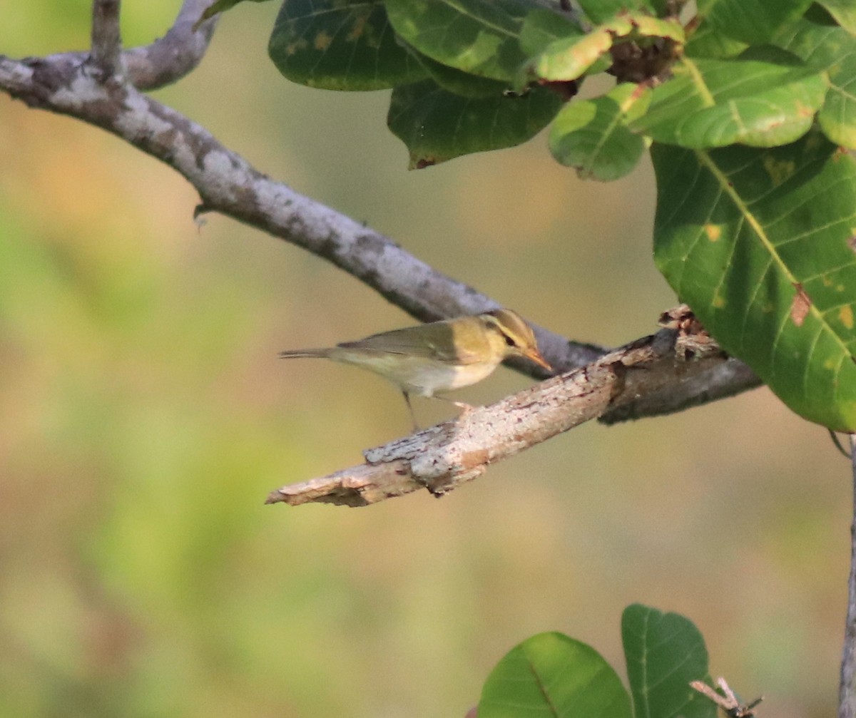 Mosquitero Occipital - ML620163644