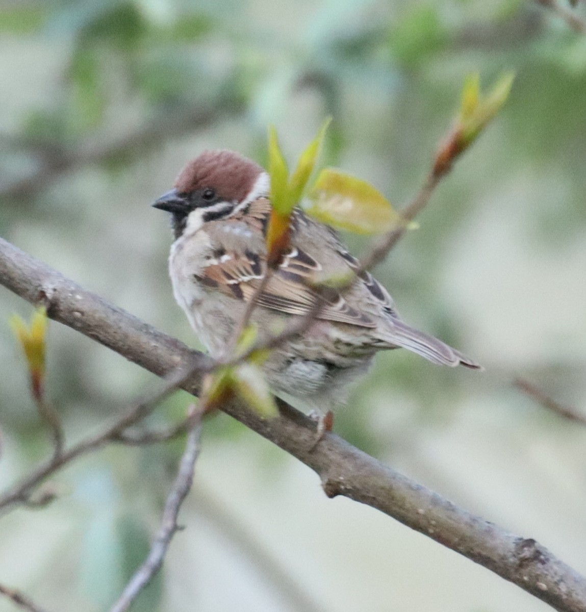 Eurasian Tree Sparrow - ML620163665
