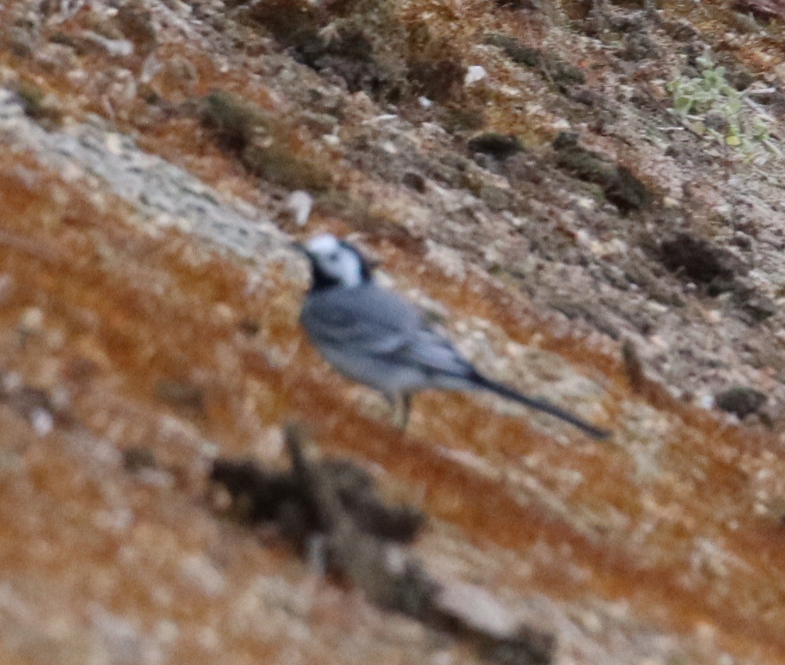 White Wagtail - ML620163666