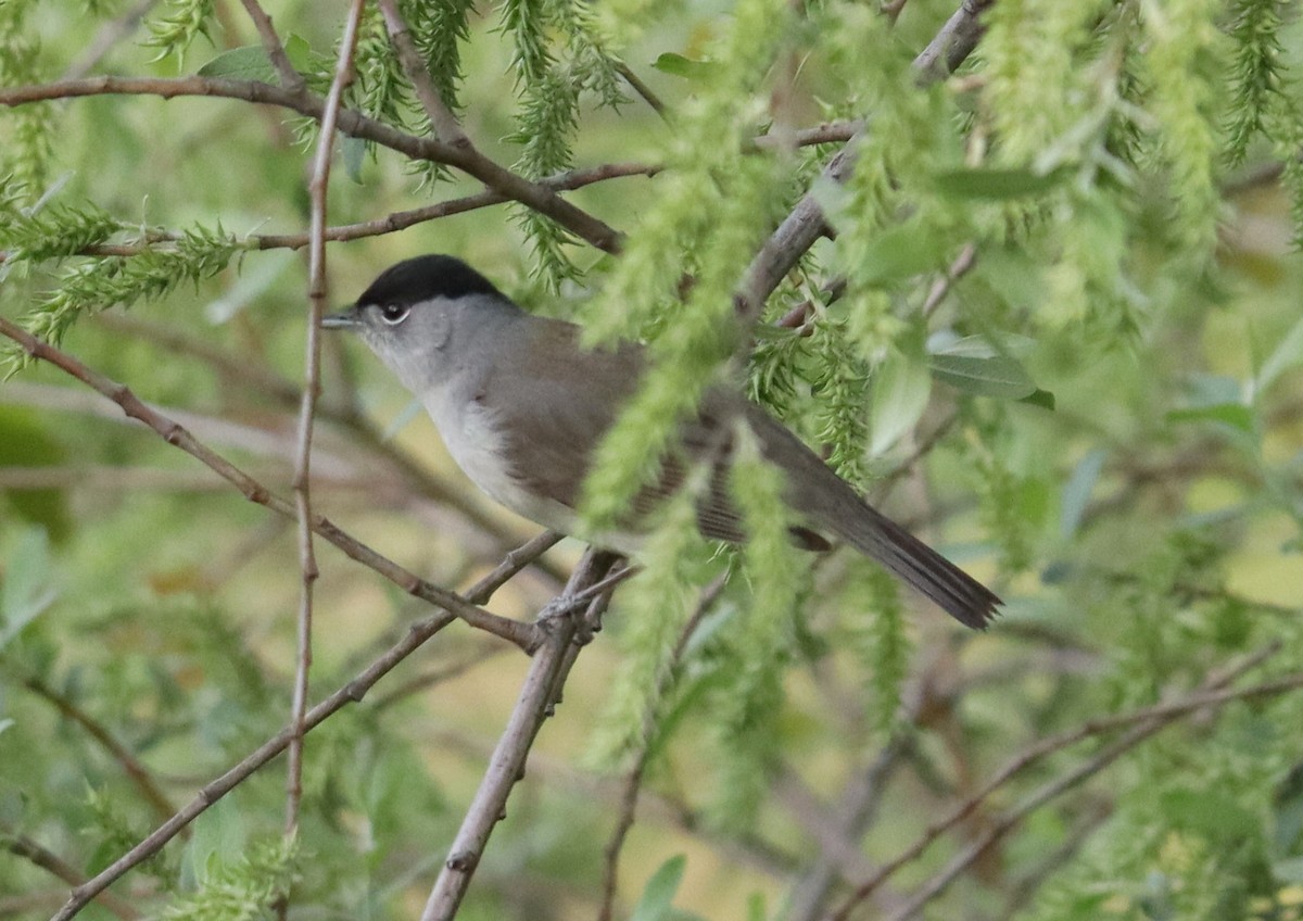 Eurasian Blackcap - ML620163669