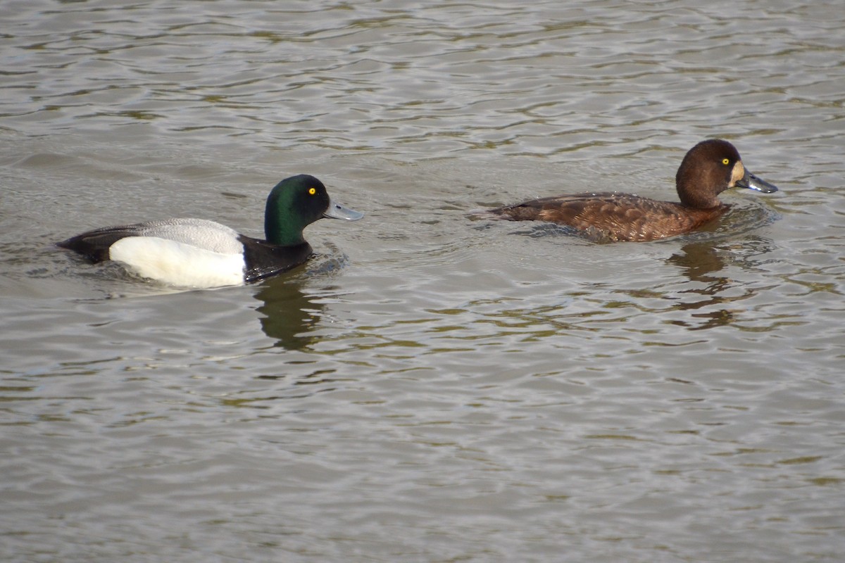Greater Scaup - ML620163670