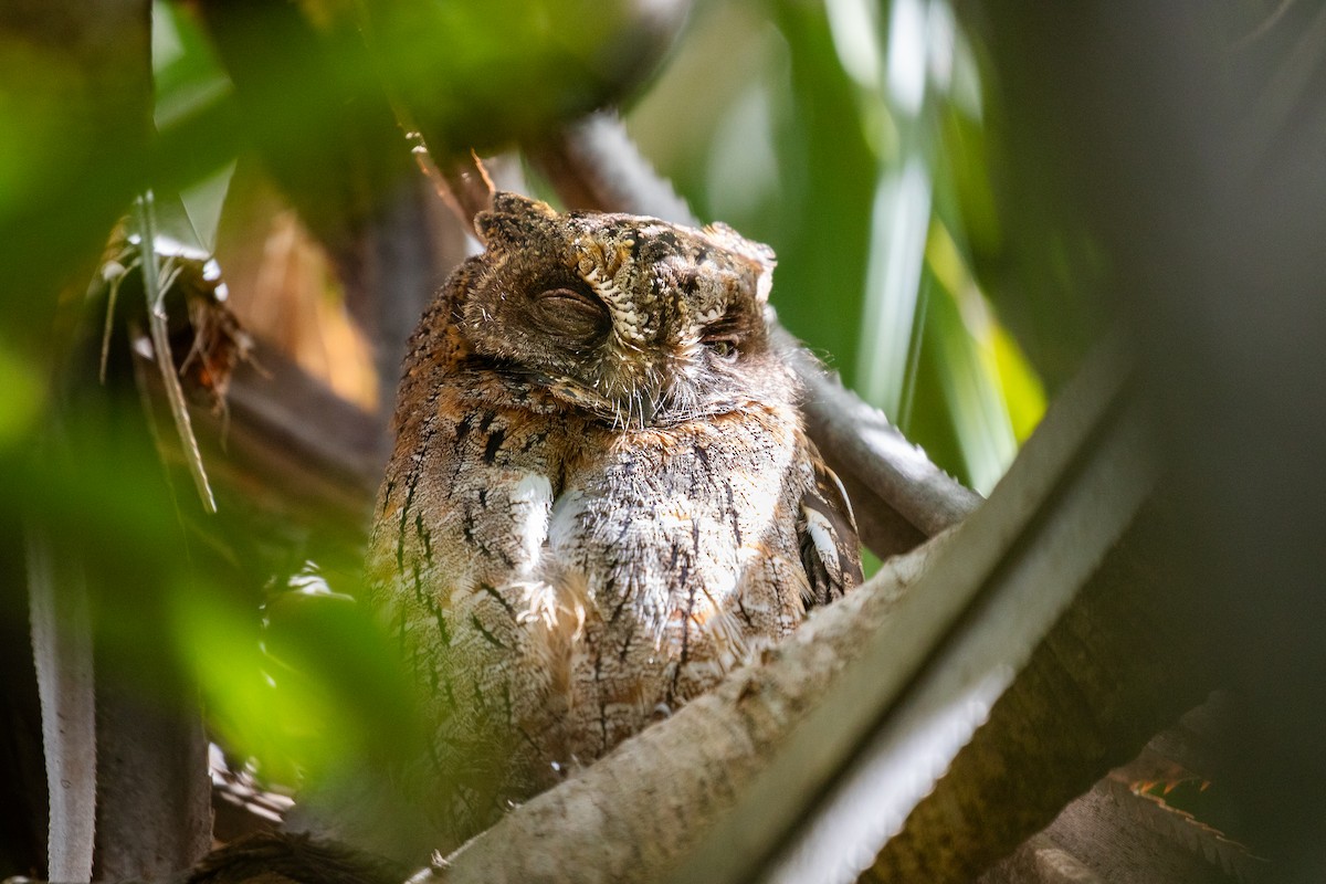 Madagascar Scops-Owl - ML620163679