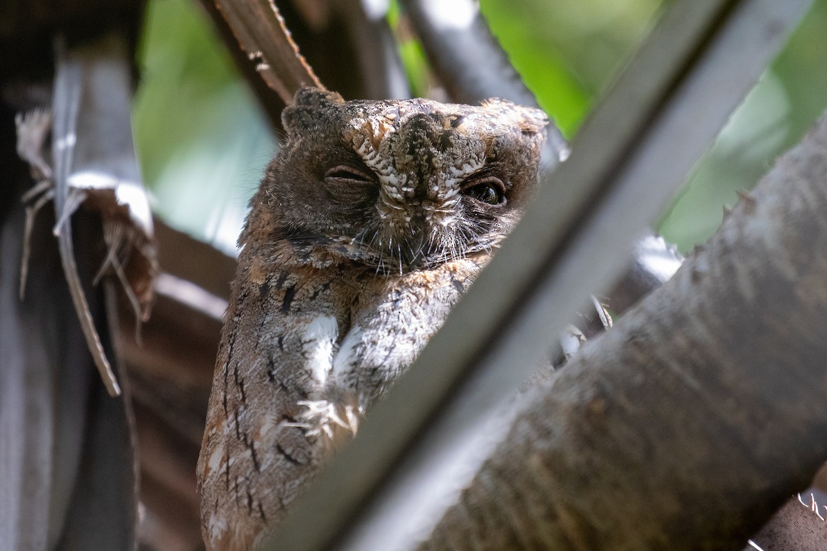 Madagascar Scops-Owl - ML620163682