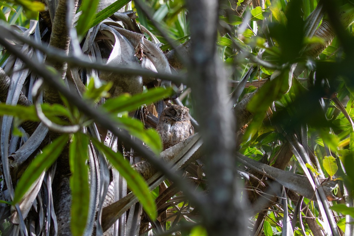 Madagascar Scops-Owl - ML620163683