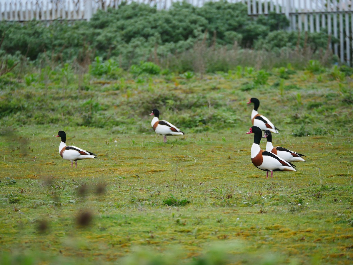 Common Shelduck - ML620163709