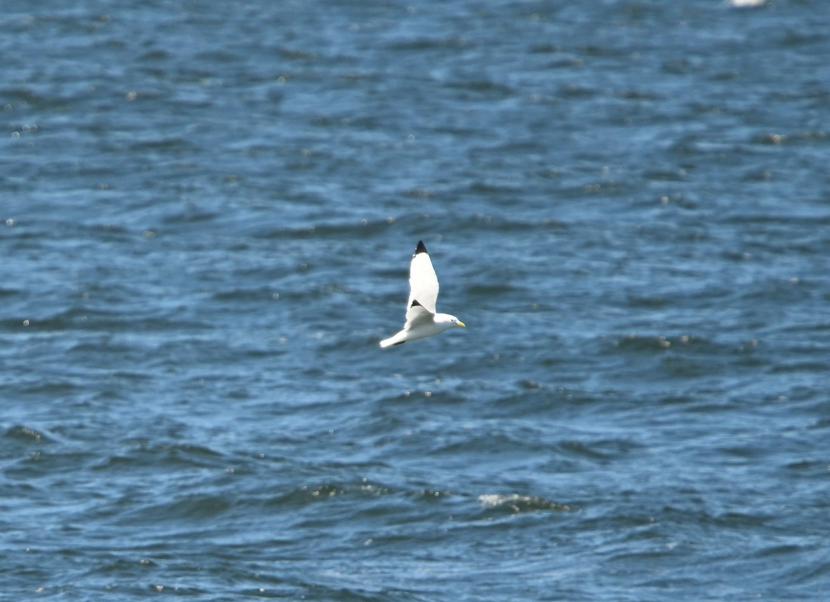 Mouette tridactyle - ML620163730