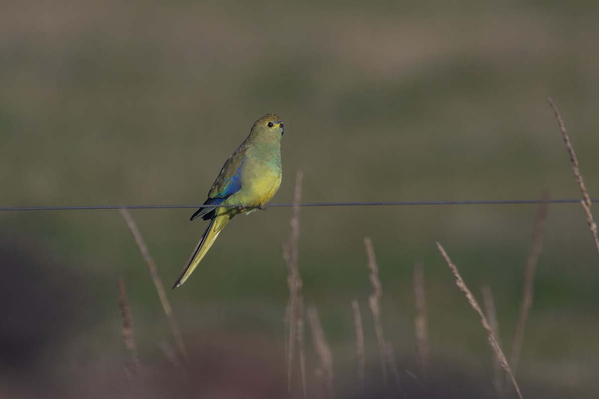 Blue-winged Parrot - Ramit Singal