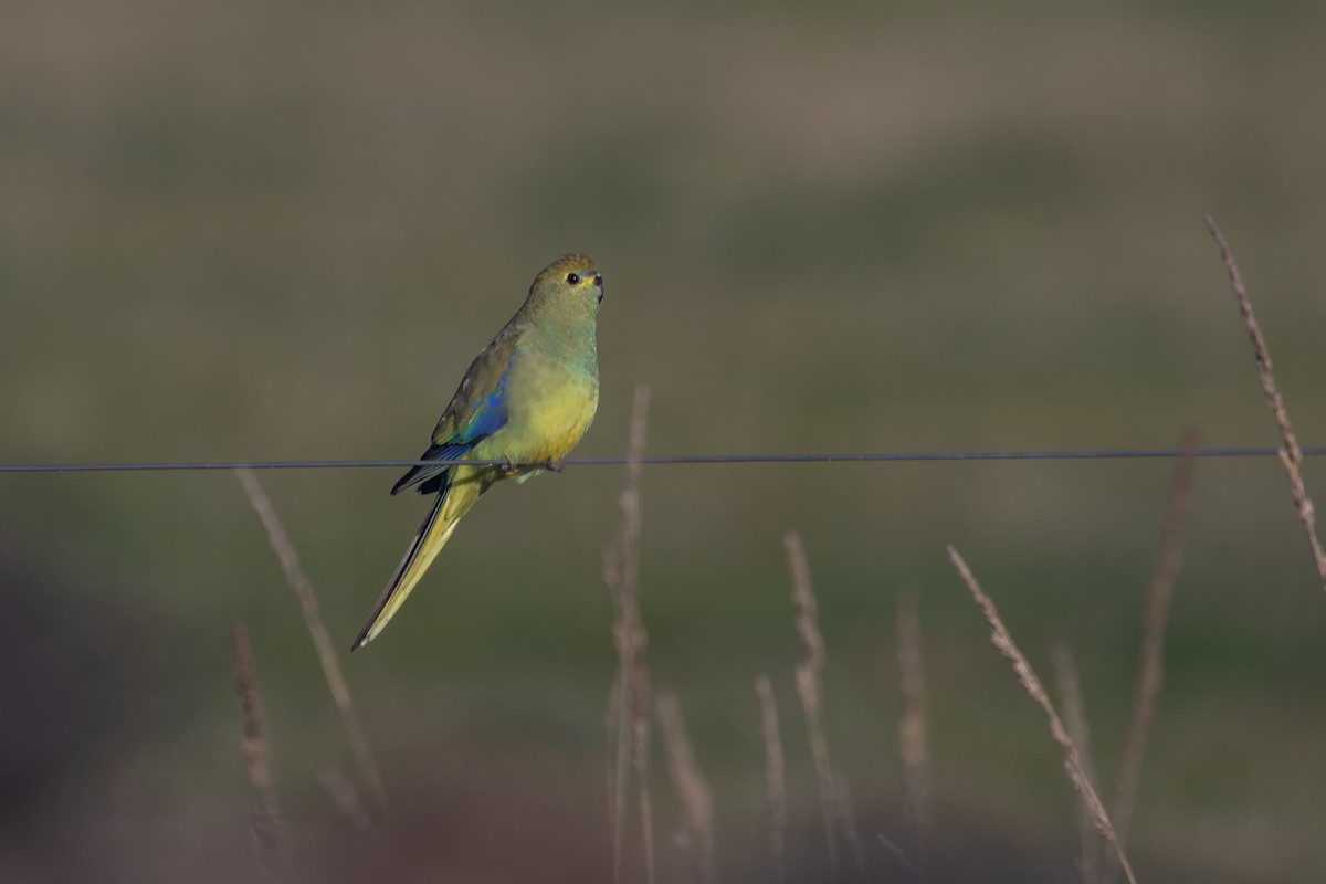 Blue-winged Parrot - ML620163744