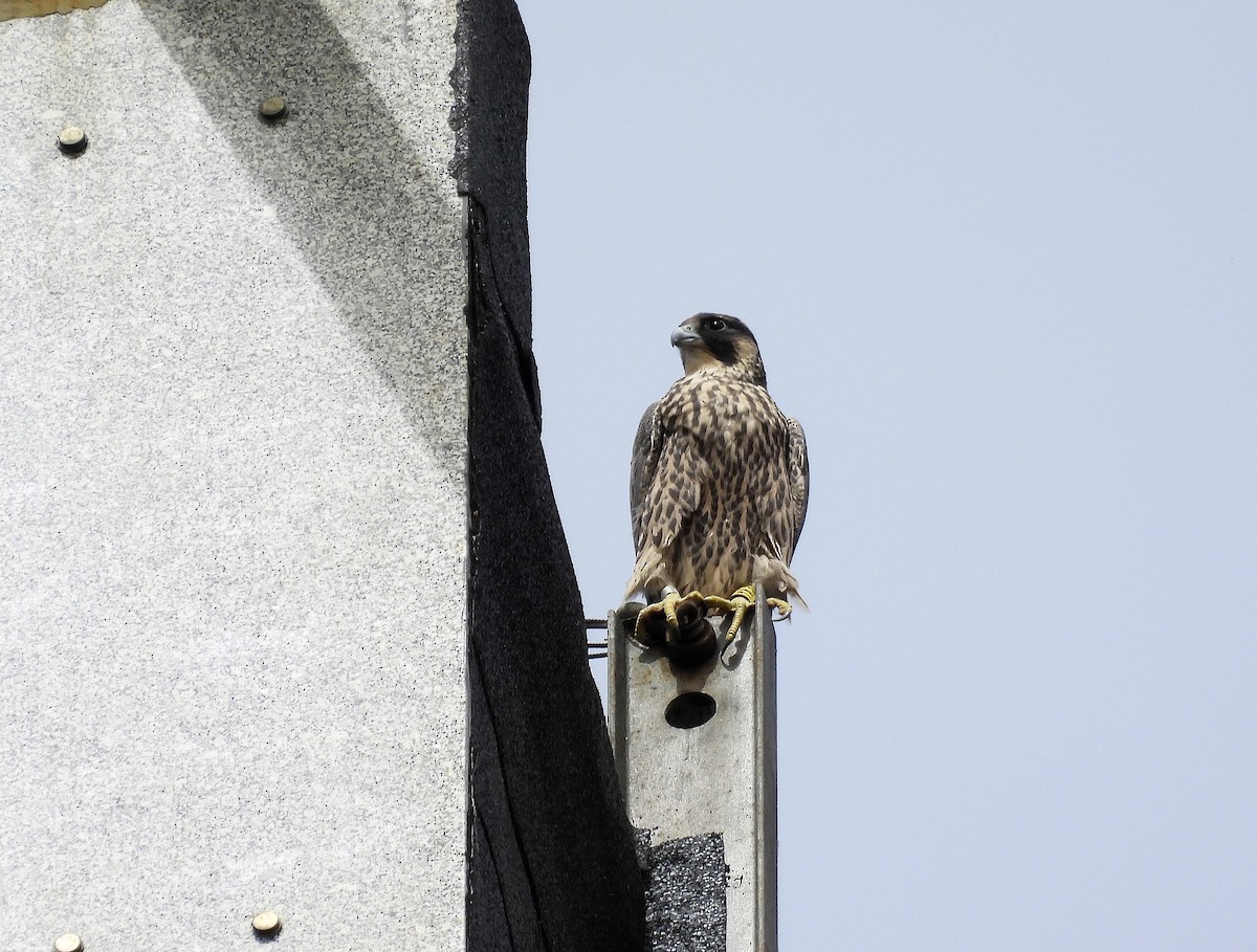 Peregrine Falcon - ML620163758