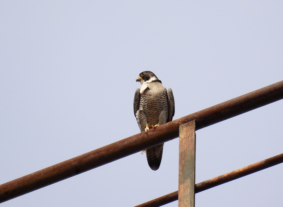 Peregrine Falcon - ML620163759