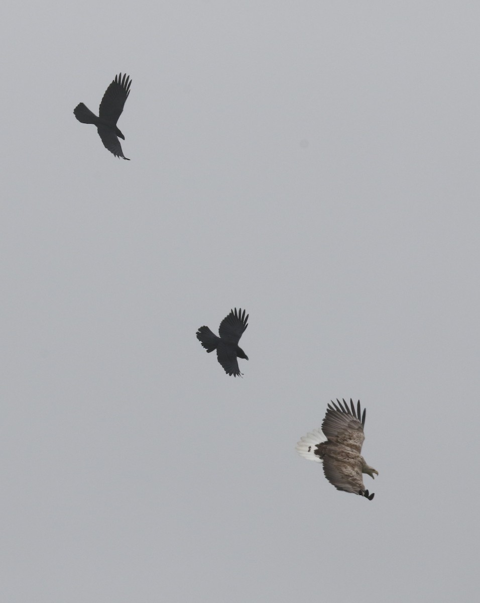 White-tailed Eagle - ML620163777