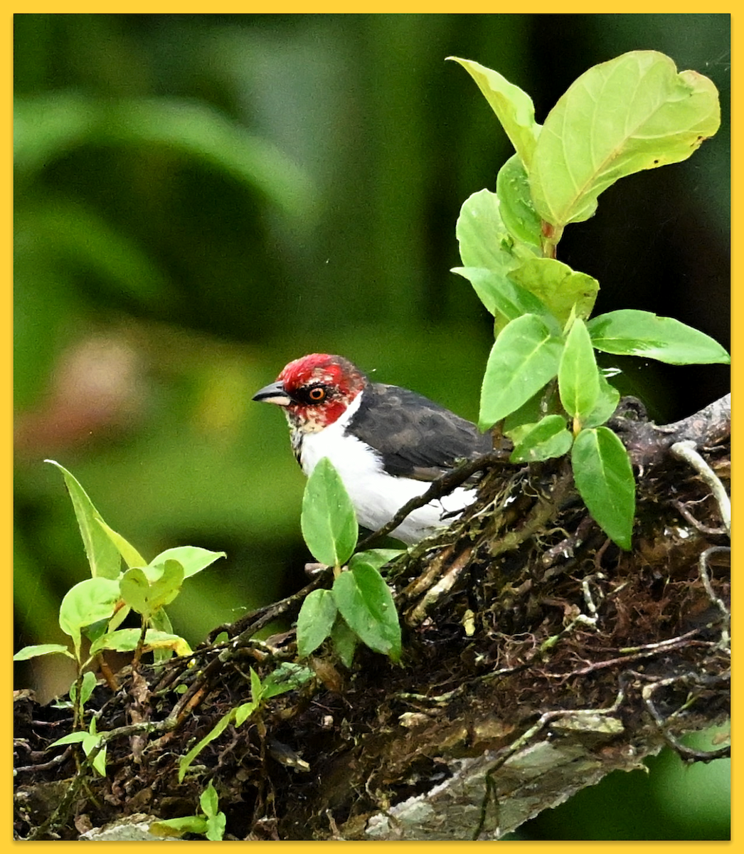 Red-capped Cardinal - ML620163784