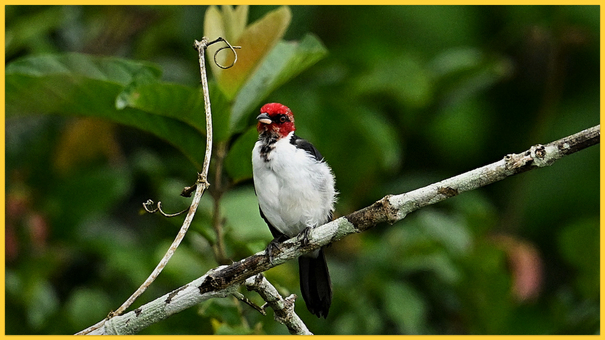 Red-capped Cardinal - ML620163786