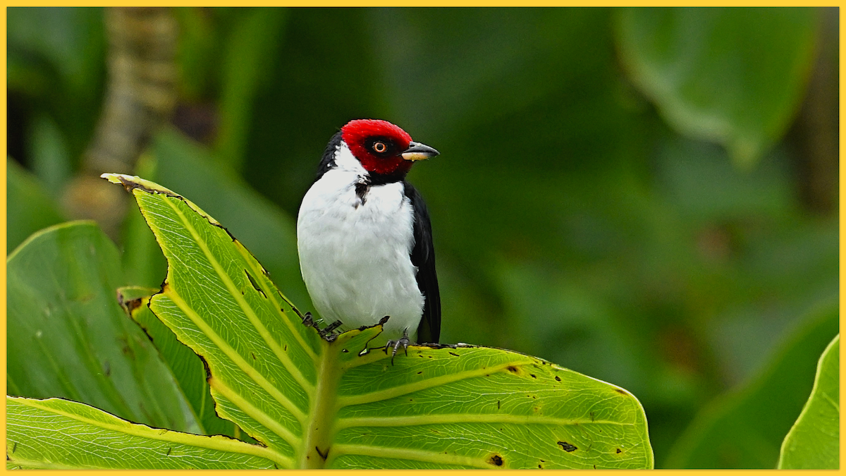 Red-capped Cardinal - ML620163788