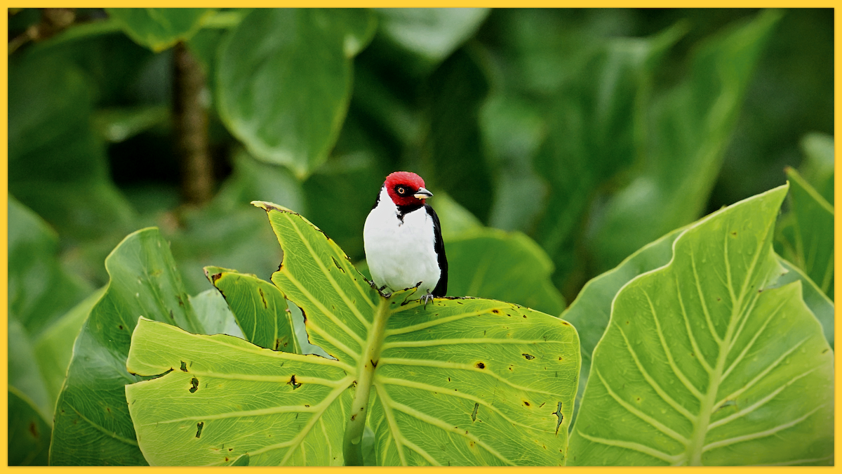 Red-capped Cardinal - ML620163789