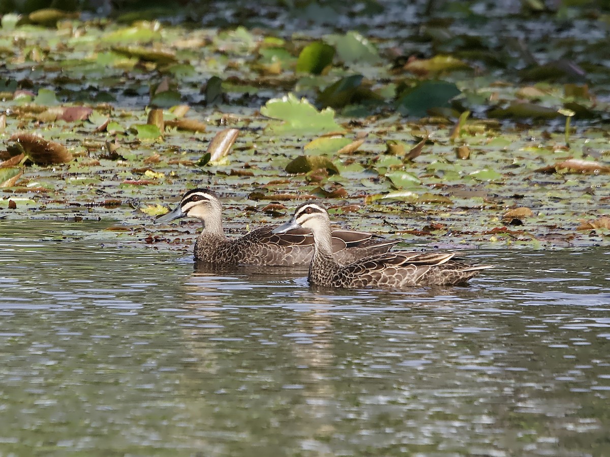 Pacific Black Duck - ML620163800