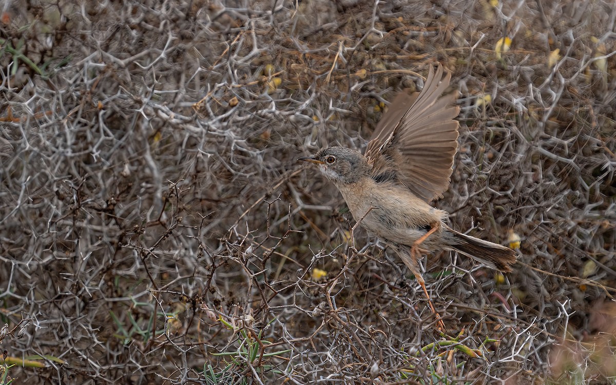 Spectacled Warbler - ML620163808