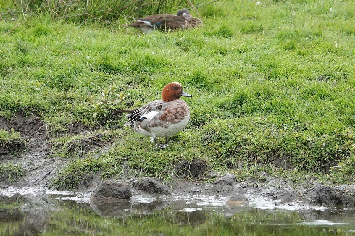 Eurasian Wigeon - ML620163813