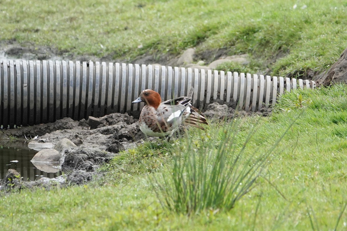 Eurasian Wigeon - ML620163814