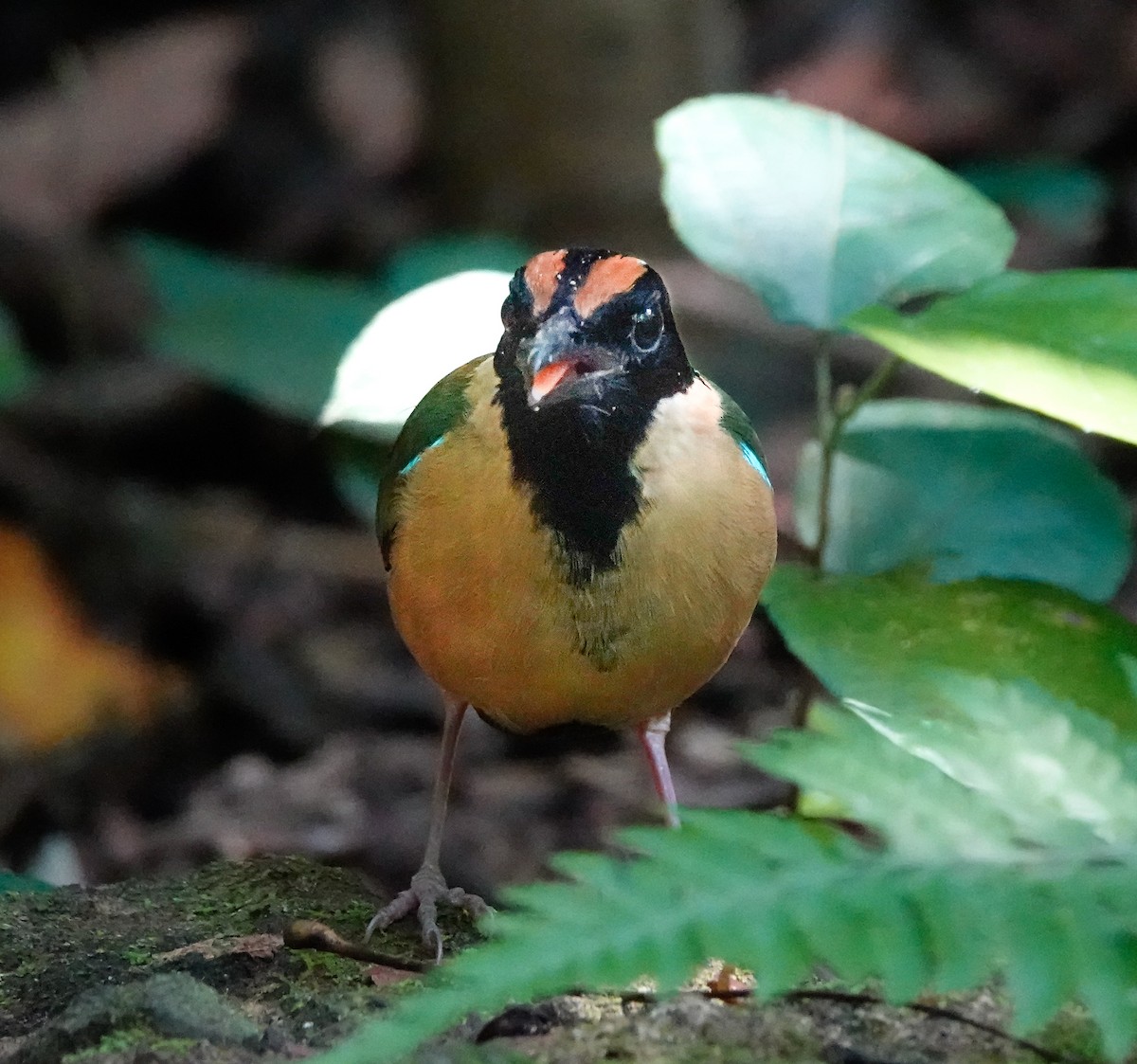 Süslü Pitta - ML620163818