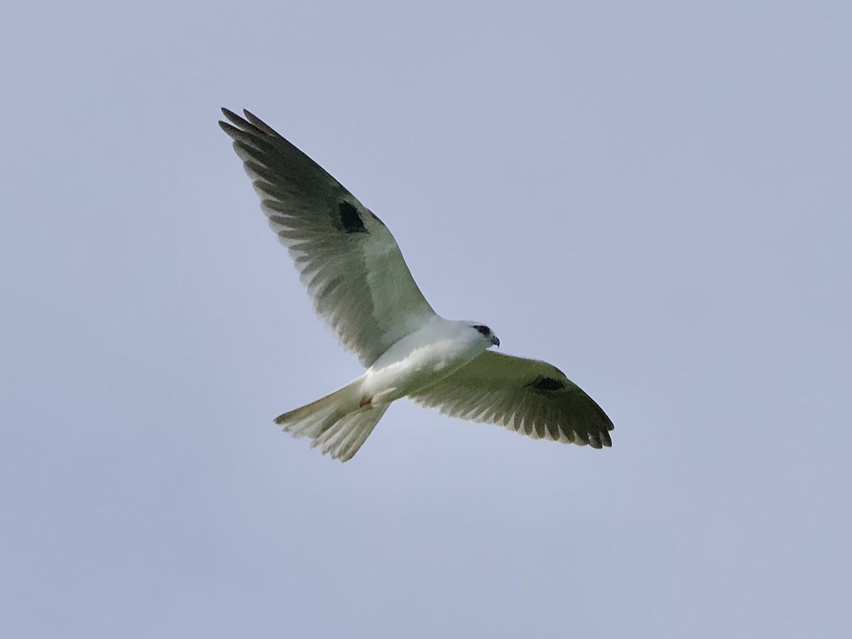 Black-shouldered Kite - ML620163829