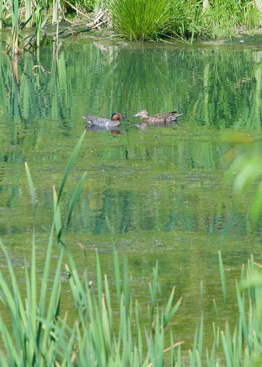 Green-winged Teal - ML620163838