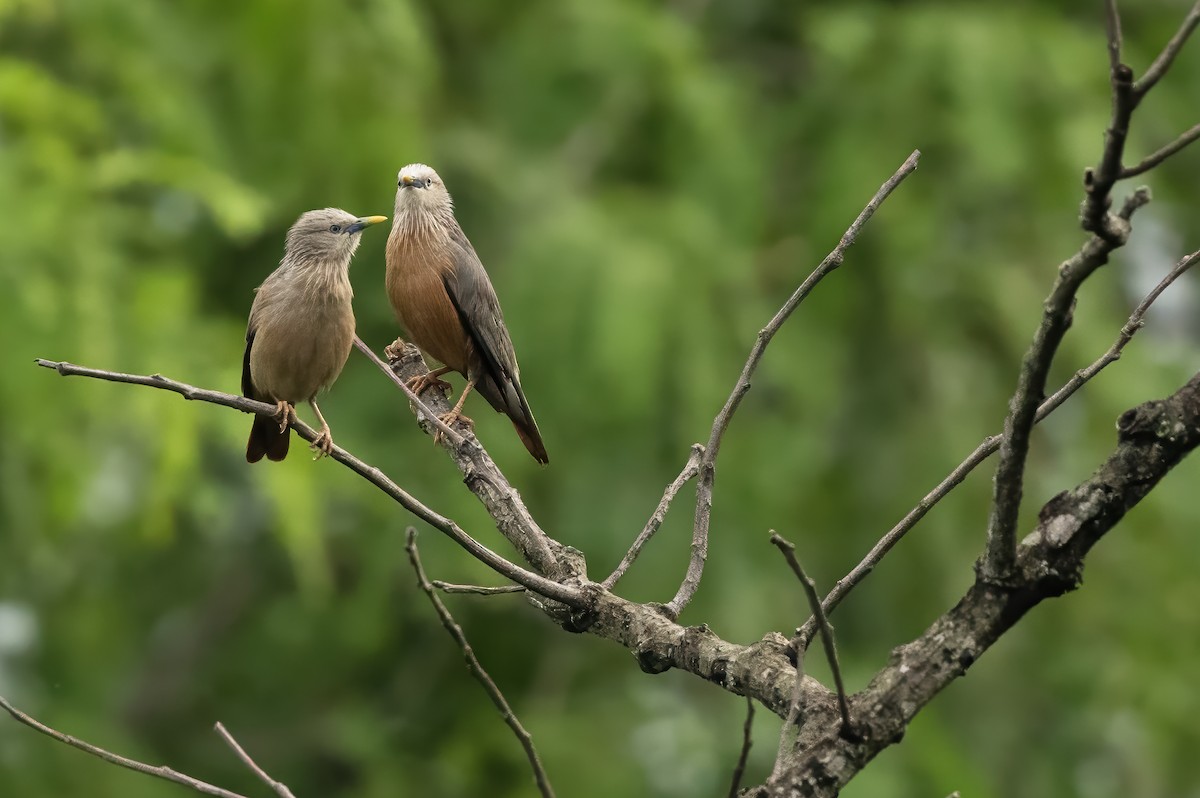 Chestnut-tailed Starling - ML620163841