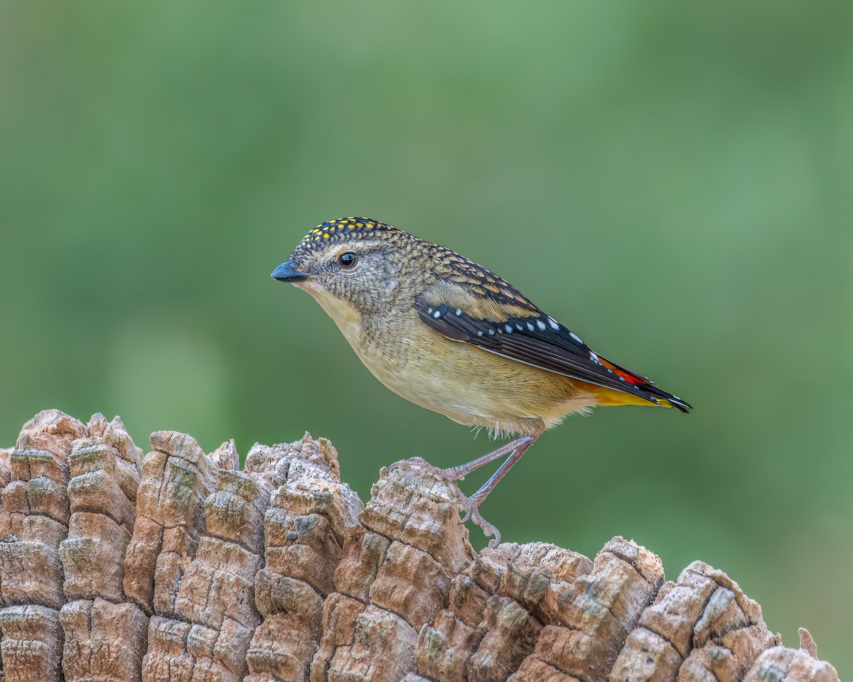 Spotted Pardalote - ML620163842